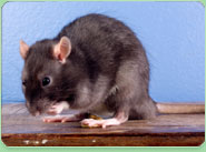 rat control Ross On Wye